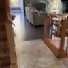 🐶 Catiorríneos Fofíneos 21