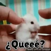 Animales Divertidos🐒🐤🦁 Mov🐽 17