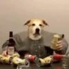 🐶 Catiorríneos Fofíneos 28