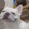 🐶 Catiorríneos Fofíneos 14