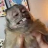 Macaquinhos quinho 7