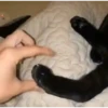 Moar gatos 🫠🫠 8