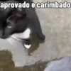 😻 Esse gatinho vc ainda ñ tem 6