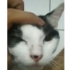 Cats? 7
