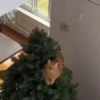😻 Esse gatinho vc ainda ñ tem 21