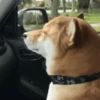 Animal Shiba Cute 5