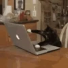 Reações de animais de estimação 9