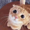 Reações de animais de estimação 12