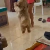 🎵 TIKTOKeando 9🎵 11
