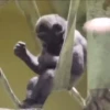 MONKEY FLIP 9