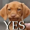 🐶 Catiorríneos Fofíneos 29