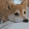 Animal Shiba Cute 12
