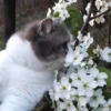 🤍 Еще котята 🤍 12