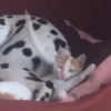 Moar gatos 🫠🫠 5