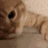 🤍 Еще котята 🤍 7