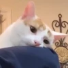 🧿😻Gatitos buena vibra😻🧿 17