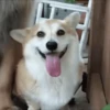 Funny dogs🐕🐶 5