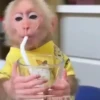 🐒 aquela do macaquinho 11