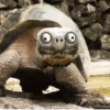Funny Animals reactions🤣 24