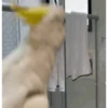 ZEZÉ CACATUA 💛 11