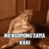 Shy shy cat 11