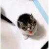Moar gatos 🫠🫠 11