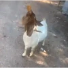 Más gatos🐈 11