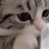 🤍 Еще котята 🤍 10