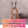 Funny Animals reactions🤣 11