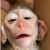 🐒 aquela do macaquinho 13