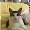 😻 Esse gatinho vc ainda ñ tem 9