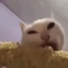 😽GATITOS CURA DEPRESIÓN😽 12
