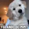 🐶 Catiorríneos Fofíneos 16