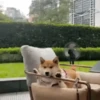 Animal Shiba Cute 14