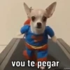 DOGUINHOS 🥰 10