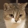 🧿😻Gatitos buena vibra😻🧿 10