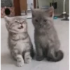 😽GATITOS CURA DEPRESIÓN😽 5