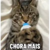 😻 Esse gatinho vc ainda ñ tem 5