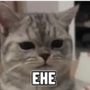 Shy shy cat 7