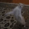 😽GATITOS CURA DEPRESIÓN😽 6