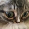 😻 Esse gatinho vc ainda ñ tem 14