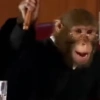 Monos Videos 2 28