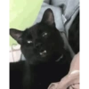Gatinhos 2 30