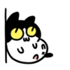Cute cat 13