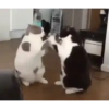 Gatinhos 2 29