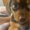 Dog Gifs 🐶 12
