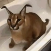🐈‍⬛GIF-s FLOPPA-s🦎 12