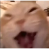 Kitty cats gif 14