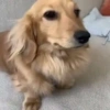 Dog Gifs 🐶 10