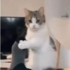 Gatinhos 2 27